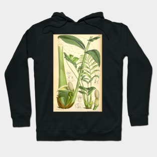 ZZ plant - botanical illustration Hoodie